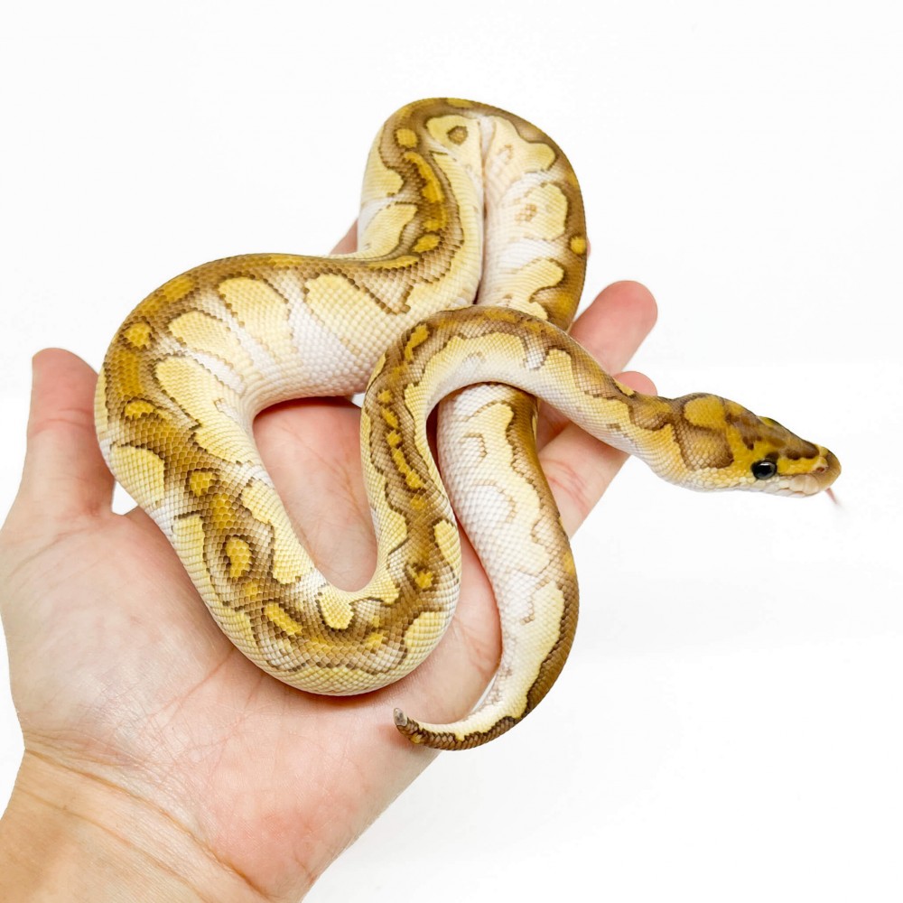 Python regius "Lesser Clown" - Python royal