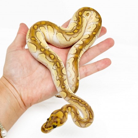 Python regius "Lesser Clown" - Python royal