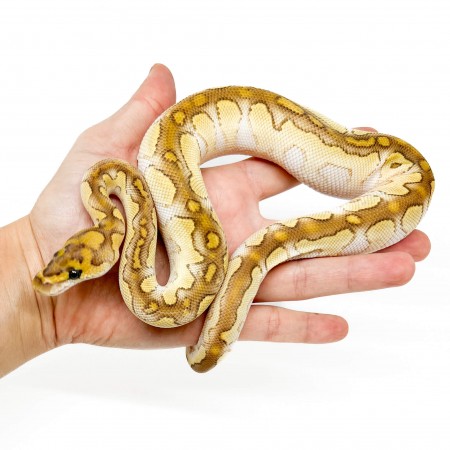 Python regius "Lesser Clown" - Python royal