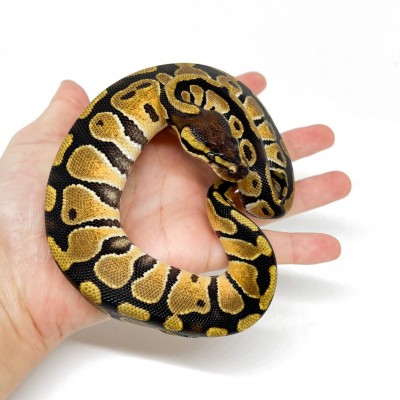 Python regius "Pastel" - Python royal