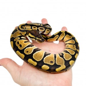 Python regius "Pastel" -...