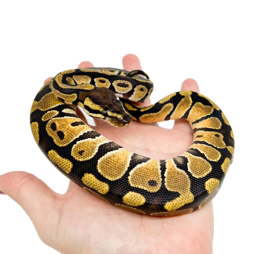 Python regius "Pastel" - Python royal