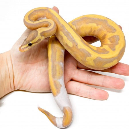 Python regius "Banana Piebald" - Python royal