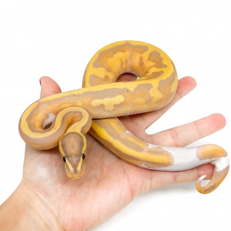 Python regius "Banana Piebald" - Python royal