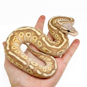 Python regius "Pastel...