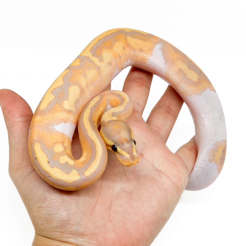 Python regius "Banana Piebald" - Python royal