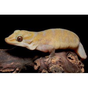 Gekko badenii - Gecko doré