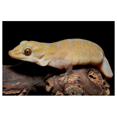 Gekko badenii - Gecko doré