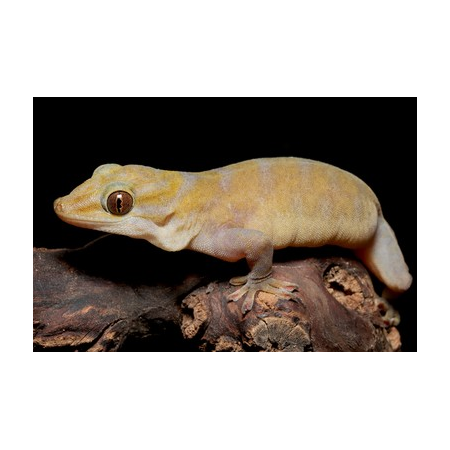 Gekko badenii - Gecko doré