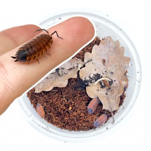 Porcellio scaber "Lava" -...