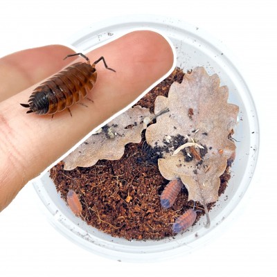 Porcellio scaber "Lava" - x5 Cloportes