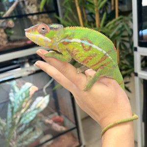 Furcifer pardalis ♂ "Nosy...