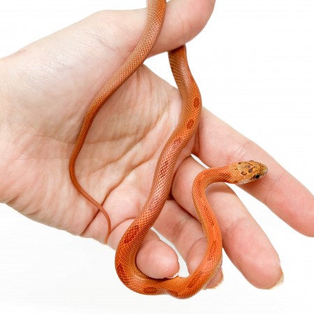 Pantherophis guttatus "Sunkissed Stripe" - Serpent des blés