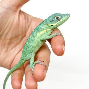 Anolis equestris potior -...