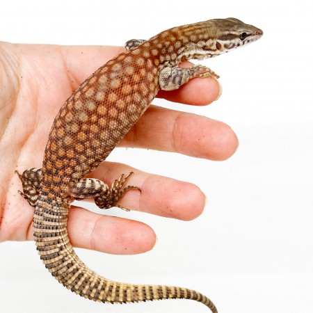 Varanus acanthurus RED ACKIES - Varan à queue épineuse