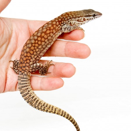 Varanus acanthurus RED ACKIES - Varan à queue épineuse