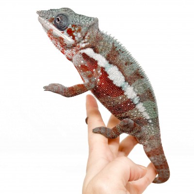 Furcifer pardalis ♂ "Nosy Boraha" - Caméléon panthère