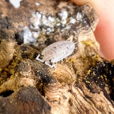 Porcellio scaber "Pinky Dalmatien" - x5 cloportes