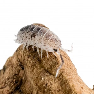 Porcellio scaber "Pinky...