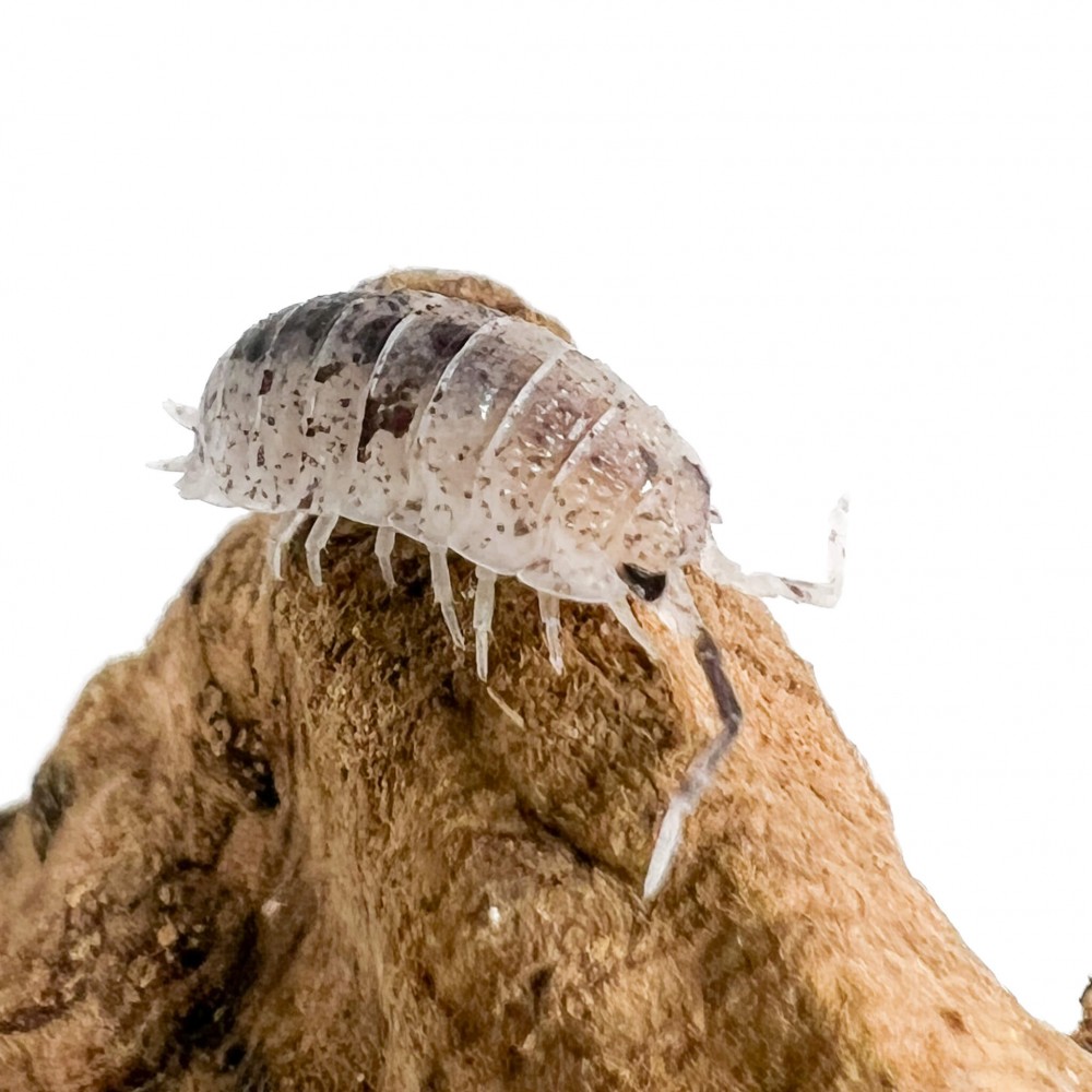 Porcellio scaber "Pinky Dalmatien" - x5 cloportes