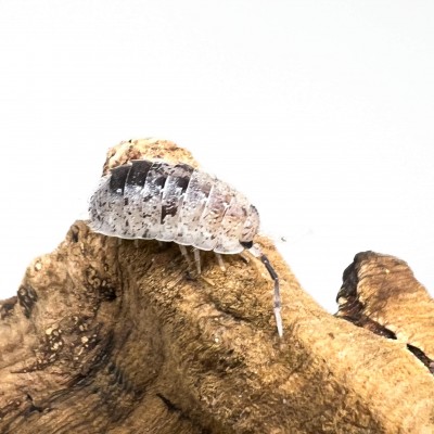 Porcellio scaber "Pinky Dalmatien" - x5 cloportes