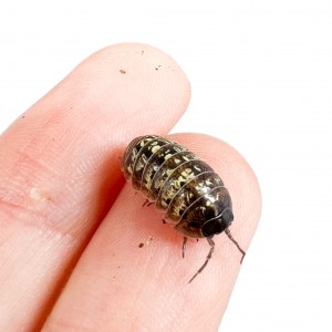 Armadillidium granulatum -...