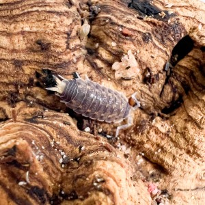 Proporcellio vulcanius - x5...