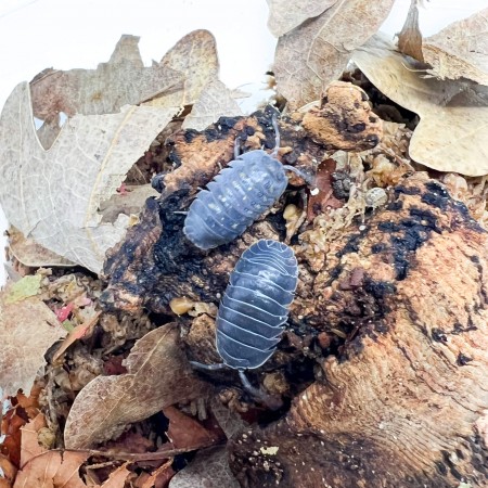 Armadillidium depressum - x5 cloportes