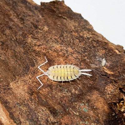 Porcellio bolivari - x5 cloportes