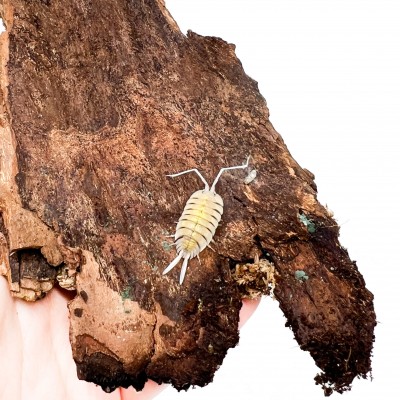 Porcellio bolivari - x5 cloportes