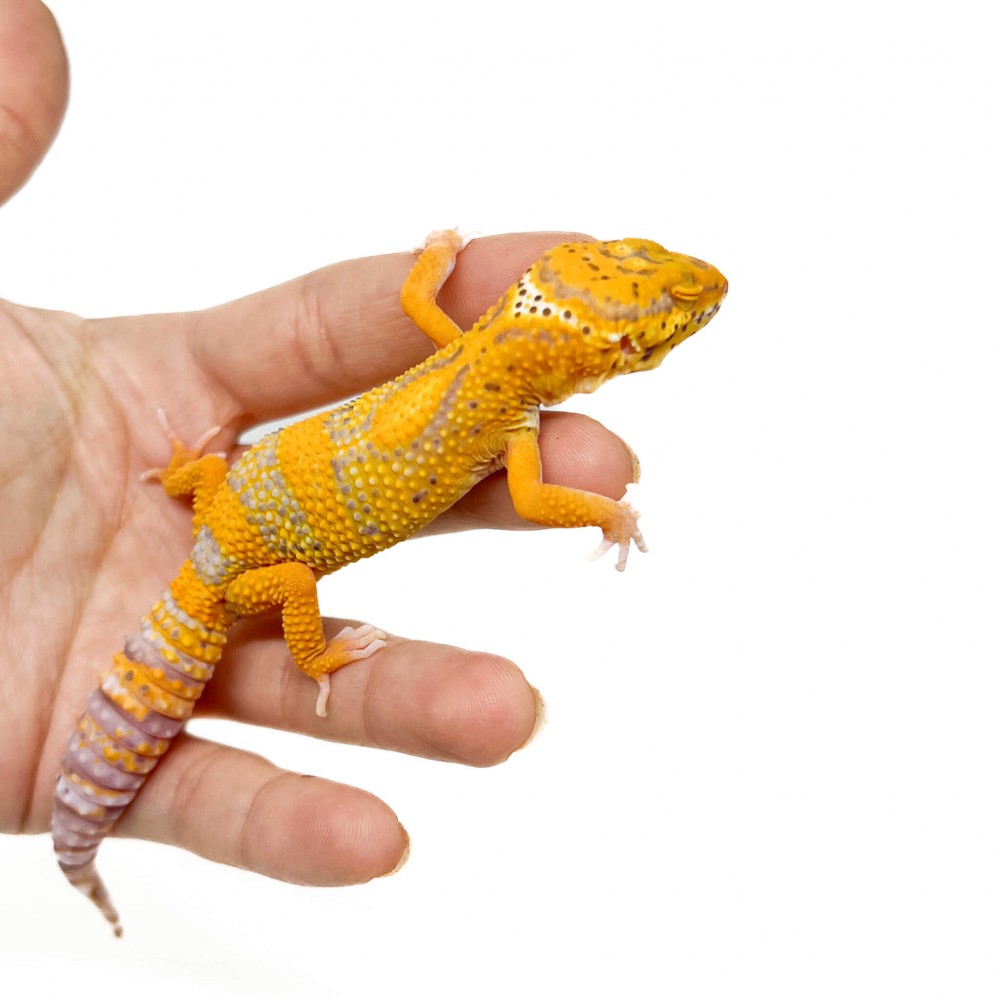 Eublepharis macularius "Tangerine Bell albinos" - Gecko léopard