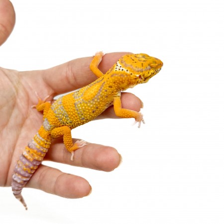 Eublepharis macularius "Tangerine Bell albinos" - Gecko léopard