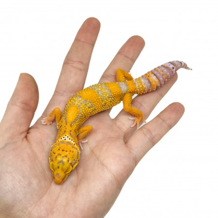 Eublepharis macularius "Tangerine Bell albinos" - Gecko léopard