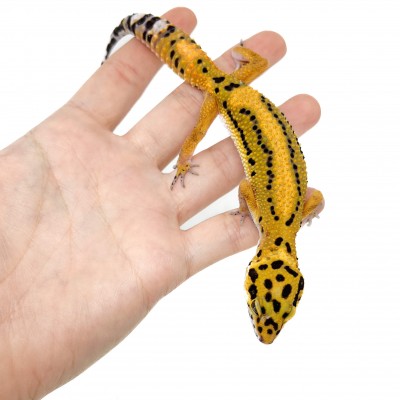 Eublepharis macularius "Stripe tangerine" - Gecko léopard