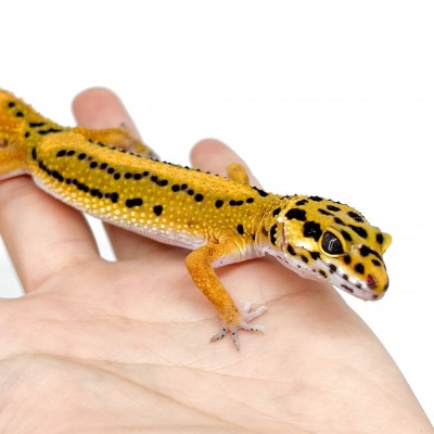 Eublepharis macularius "Stripe tangerine" - Gecko léopard