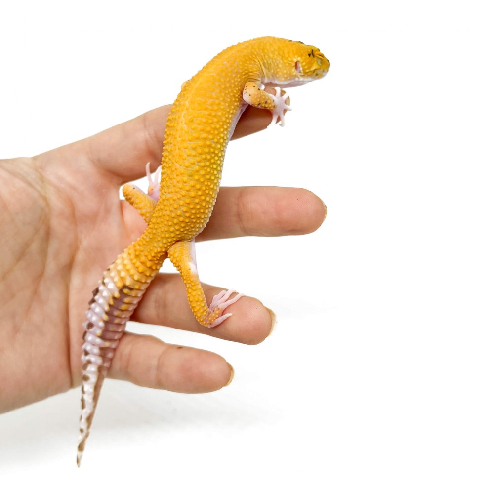 Eublepharis macularius "Radar" - Gecko léopard