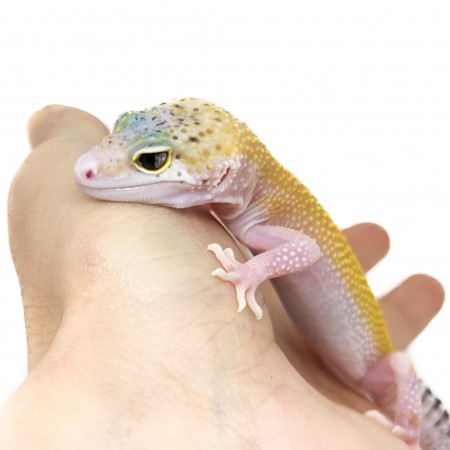 Eublepharis macularius "Eclipse" - Gecko léopard