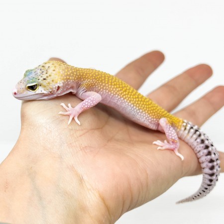 Eublepharis macularius "Eclipse" - Gecko léopard