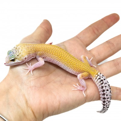 Eublepharis macularius "Eclipse" - Gecko léopard