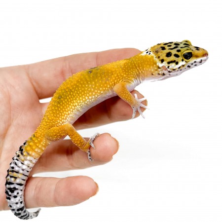 Eublepharis macularius "Super hypo tangerine" - Gecko léopard