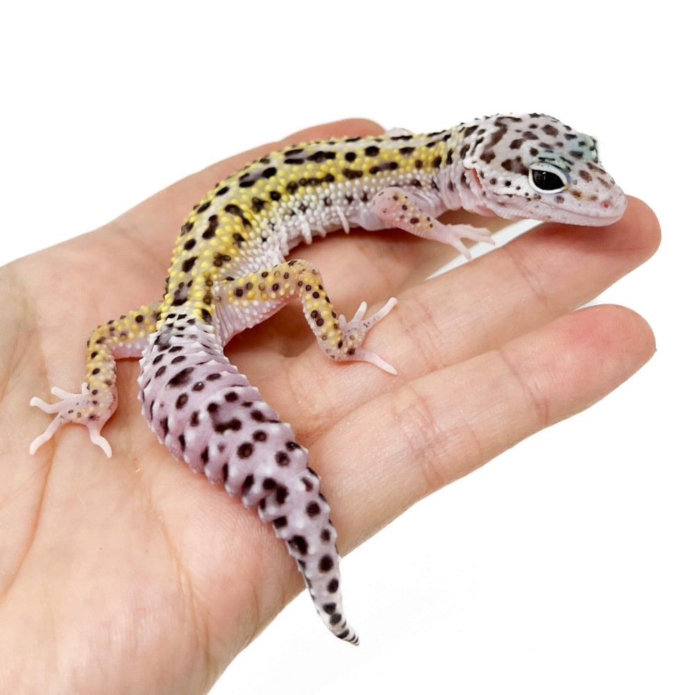 Eublepharis macularius "Mack snow Eclipse" - Gecko léopard