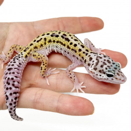 Eublepharis macularius "Mack snow Eclipse" - Gecko léopard