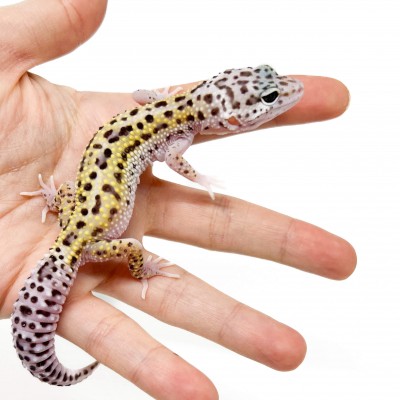 Eublepharis macularius "Mack snow Eclipse" - Gecko léopard