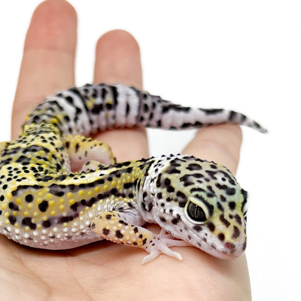 Eublepharis macularius "Mack snow" - Gecko léopard