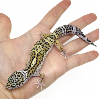 Eublepharis macularius "Mack snow" - Gecko léopard