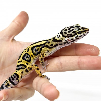 Eublepharis macularius "Jungle" - Gecko léopard