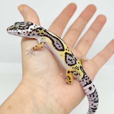 Eublepharis macularius "Jungle" - Gecko léopard