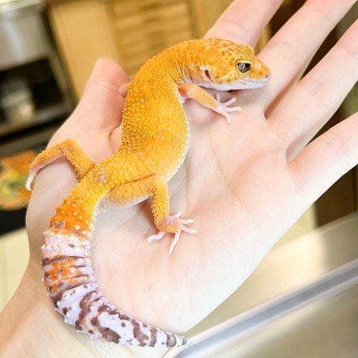 Eublepharis macularius "Raptor" - Gecko léopard