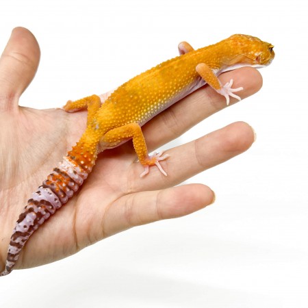 Eublepharis macularius "Raptor" - Gecko léopard