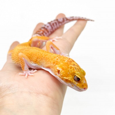 Eublepharis macularius "Raptor" - Gecko léopard